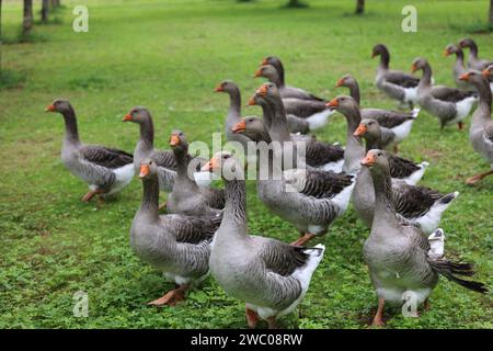 The famous Périgord geese in a field of walnut trees. Agriculture, goose breeding, gastronomy and green tourism. Périgord, Dordogne, France, Europe. P Stock Photo