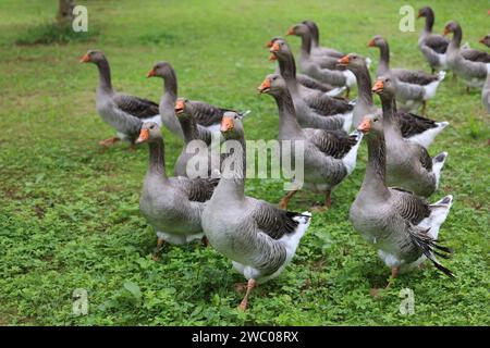 The famous Périgord geese in a field of walnut trees. Agriculture, goose breeding, gastronomy and green tourism. Périgord, Dordogne, France, Europe. P Stock Photo