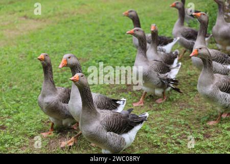 The famous Périgord geese in a field of walnut trees. Agriculture, goose breeding, gastronomy and green tourism. Périgord, Dordogne, France, Europe. P Stock Photo