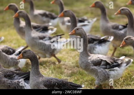 The famous Périgord geese in a field of walnut trees. Agriculture, goose breeding, gastronomy and green tourism. Périgord, Dordogne, France, Europe. P Stock Photo