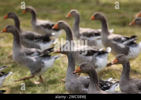 The famous Périgord geese in a field of walnut trees. Agriculture, goose breeding, gastronomy and green tourism. Périgord, Dordogne, France, Europe. P Stock Photo