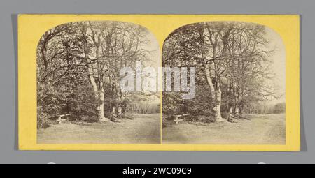 Trees on the edge of the Worsley Woods, Anonymous, c. 1850 - c. 1880 stereograph  Lancashirepublisher: Manchester cardboard. photographic support albumen print forest, wood Lancashire Stock Photo