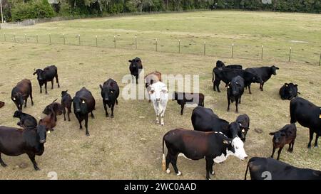 A group of cows peacefully grazing in a spacious meadow, surrounded by a sturdy wire fence Stock Photo