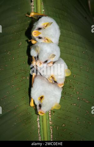 Honduran white bats (Ectophylla alba), hanging in a leaf in Costa Rica, also called Caribbean white tent making bats hanging upside down Stock Photo