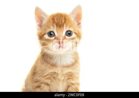 Portrait of an adorable ginger kitten looking at the camera isolated on a white background with space for copy Stock Photo