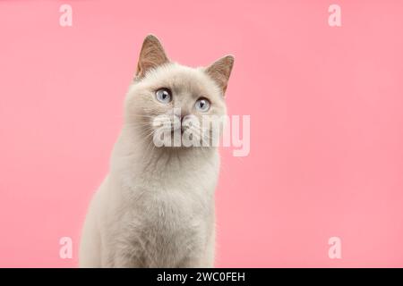 Portrait of a pretty british shorthaired cat looking a little up on a pink background Stock Photo