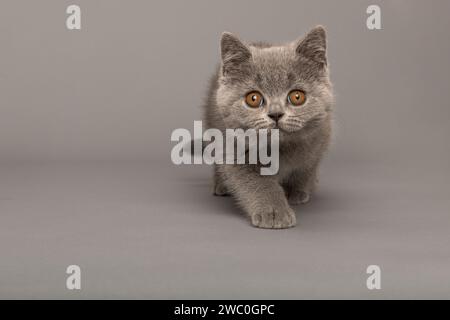 Grey british shorthaired kitten with golden eyes  looking at the camera and walking towards the camera on a grey background Stock Photo