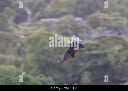 Fruit bat flying with bengal almond seed in the mouth, Mahe, Seychelles Stock Photo