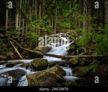 Waterfalls in the Cabanes river, in the Mata de Valencia and Gerdar forests (Aigüestortes and Estany de Sant Maurici National Park, Pyrenees, Spain) Stock Photo