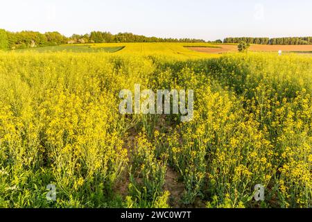 Spring flowering of a rapeseed field Stock Photo