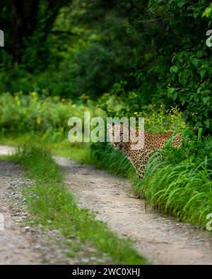 Indian wild male leopard or panther or panthera pardus with an eye contact standing near track or trail peeping in natural scenic monsoon season green Stock Photo