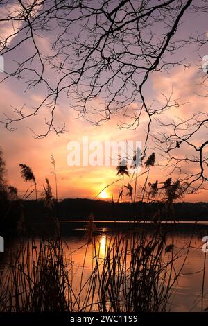 Winter or autumn landscape at the edge of a lake. Silhouette of pampas grass and a leafless tree in front of the water. Stock Photo