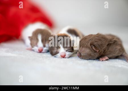 The three adorable newborn kittens on a blanket Stock Photo