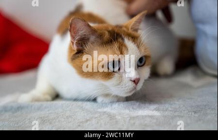 A closeup shot of a bicolor British Shorthair cat Stock Photo