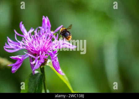 Forest meadow with flowers of Brown knapweed (Centaurea jacea) and pollinating Red-tailed bumble-bee (Bombus pratorum) Stock Photo