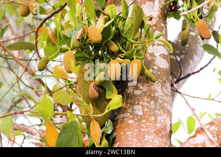 Breadfruit on tree, ripe and young fruits of tropical gardens, jackfruit growing directly from trunk. Thailand Stock Photo