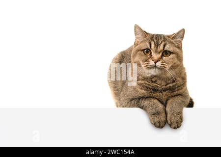 Pretty gold tabby british shorthair cat looking at the camera seen from the front isolated on a white background lying on a white table with space for Stock Photo
