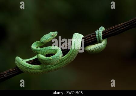 Green side striped palm viper also called 'Bothriechis lateralis' on a tree branch in a dark green environment Stock Photo