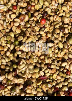 Coffee beans in the sun-drying process, the honey process, in the highland Sidama region of Ethiopia Stock Photo