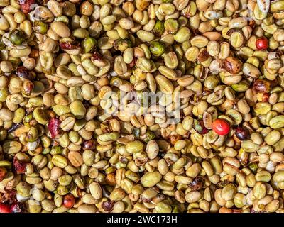 Coffee beans in the sun-drying process, the honey process, in the highland Sidama region of Ethiopia Stock Photo