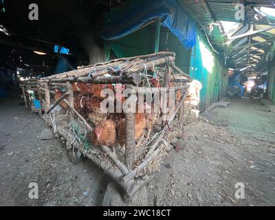 Chickens crammed into filthy unhygienic wooden and wire cages waiting to be sold at the indoor market in Addis Ababa, Ethiopia, Africa Stock Photo