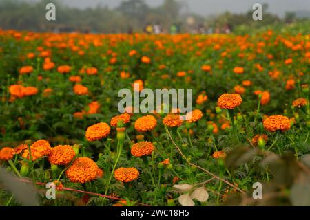 Vast field of orange marigold flowers at valley of flowers, Khirai, West Bengal, India. Flowers are harvested here for sale. Tagetes, herbaceous plant Stock Photo