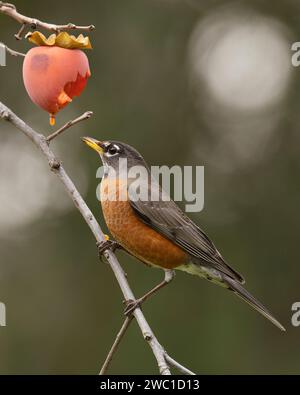 American Robin (Turdus migratorius) eating persimmon in an orchard Sacramento County California USA Stock Photo