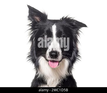Head shot of a Young Black and white Border collie panting looking at the camera, One year old, Isolated on white Stock Photo