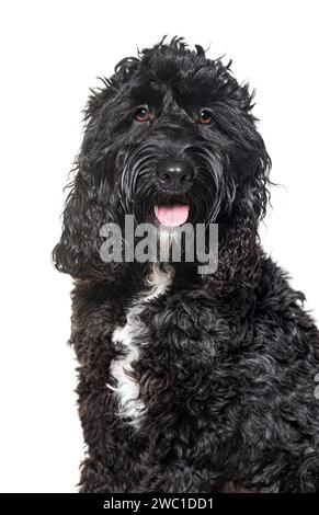 Cockapoo sitting mix poodle with cocker, isolated on white Stock Photo