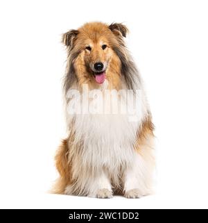 Sitting Rough Collie Panting, isolated on white Stock Photo