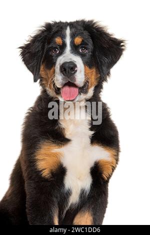 portrait of a Puppy four months old  Bernese mountain dog panting, isolated on white Stock Photo