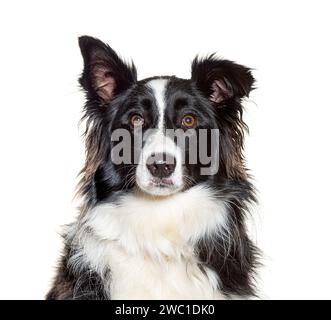 Border Collie, isolated on white Stock Photo