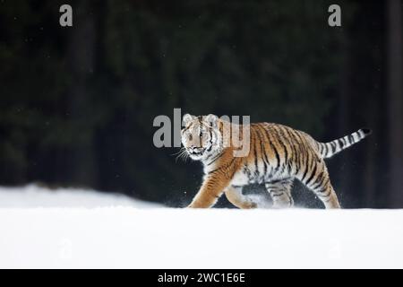 Siberian tiger in the snow in winter, walking through taiga. Cold weather with dangerous predator. Panthera tigris altaica. Russia Stock Photo