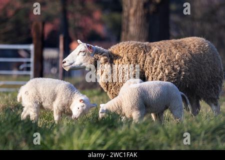 An animal portrait of a couple of white small lambs running and playing around an brown wooly adult sheep in a grass field or meadow during a sunny sp Stock Photo