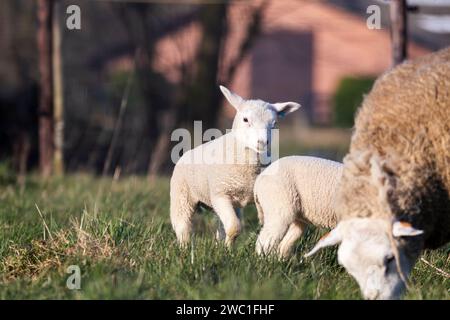 An animal portrait of a couple of white cute lambs running and playing around an brown wooly adult sheep in a grass field or meadow during a sunny spr Stock Photo