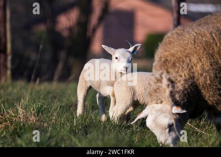 An animal portrait of a couple of cute white lambs running and playing around an brown wooly adult sheep in a grass field or meadow during a sunny spr Stock Photo