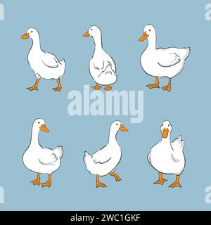 Set of cute white ducks. Vector farm birds illustration Stock Vector