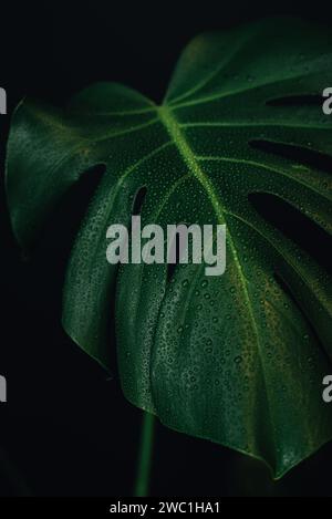 Water drops on leaf of Monstera deliciosa, Swiss cheese plant Stock Photo -  Alamy