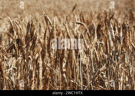 Drought wheat in field. Dry climate destroyed crops and harvest. Climate change and global warming. Withered wheat on the field at summer. Stock Photo