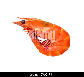 Single red cooked or steamed prawn or shrimp is isolated on white background. Stock Photo