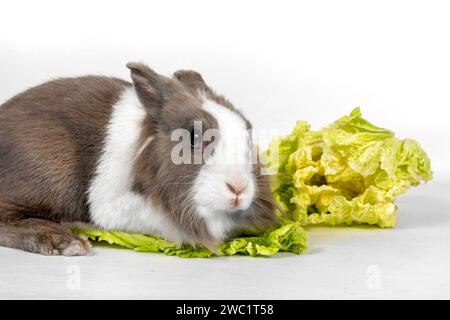 Portrait of a gray rabbit with green cabbage on a white background. Pet rabbit eats cabbage and looks away Stock Photo