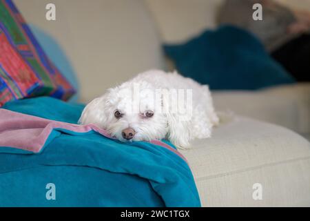 Cute Havanese dog lying on the couch with his head on a cozy blanket and looking directly into the camera Stock Photo