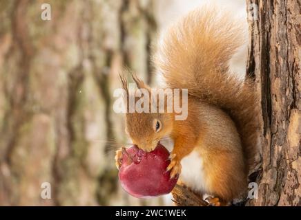 Cute and hungry little scottish red squirrel in the woodland in the snow in winter eating a red apple from the branch of a tree Stock Photo