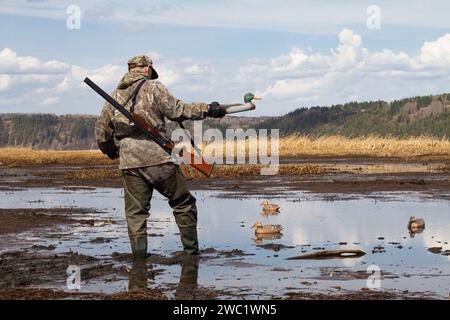 A waterfowl with a duck decoy in his hand walks in muddy shallow water. He prepares for a duck hunt and sets up plastic baits. Stock Photo