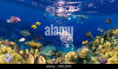 Colorful coral reef with many fishes and sea turtle. The people at snorkeling underwater tour at the Caribbean Sea at Honeymoon Beach on St. Thomas and Roatan at Honduras Stock Photo