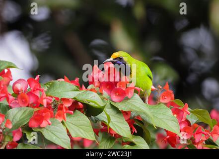 Beautiful Golden-fronted Leafbird (Chloropsis aurifrons) in Bangladesh. Stock Photo