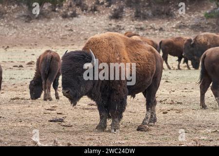 A large male bison stands in the middle of its herd. The bison has two large horns. Stock Photo