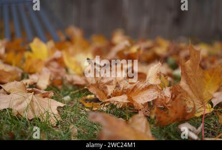 Ground level view of brown leaves to be raked in a yard in late autumn. Stock Photo