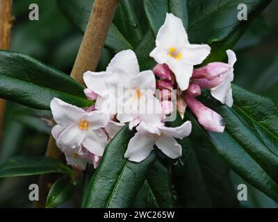 Pink and white flowers of the highly scented winter flowering evergreen shrub, Daphne bholua 'Garden House Sentinel' Stock Photo