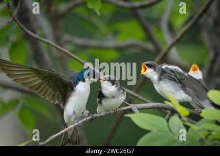 Parent Tree Swallow feed their little perch on a branch Stock Photo